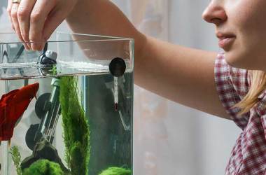 Betta Fish Tanks